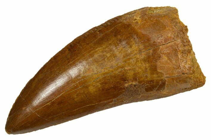Serrated Carcharodontosaurus Tooth - Real Dinosaur Tooth #341159